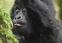 10 Reasons Why Gorilla Safari Should Be on Your Bucket List Gorilla Trek Uganda