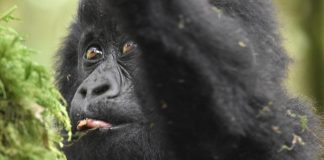 10 Reasons Why Gorilla Safari Should Be on Your Bucket List Gorilla Trek Uganda