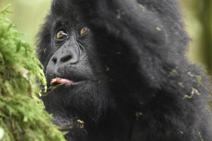 Gorilla Trek Uganda