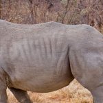 Rhinoceros