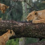 Tanzania Wildlife Safari