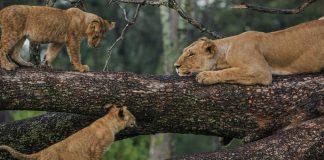 Fly In – Tanzania Wildlife Safari Holiday Tanzania Wildlife Safari