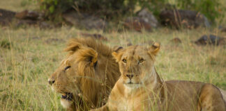 Combined Wildlife Gorilla safari in Rwanda and Kenya Uganda bush safari