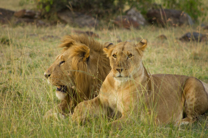 Uganda bush safari