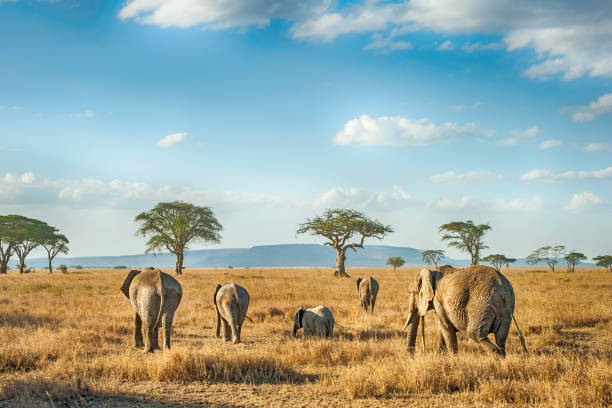 Elephants in Serengeti