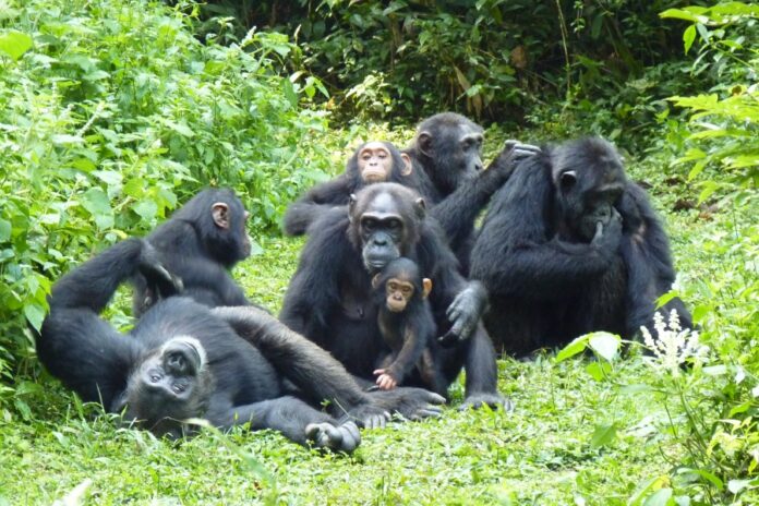 Chimpanzee tracking